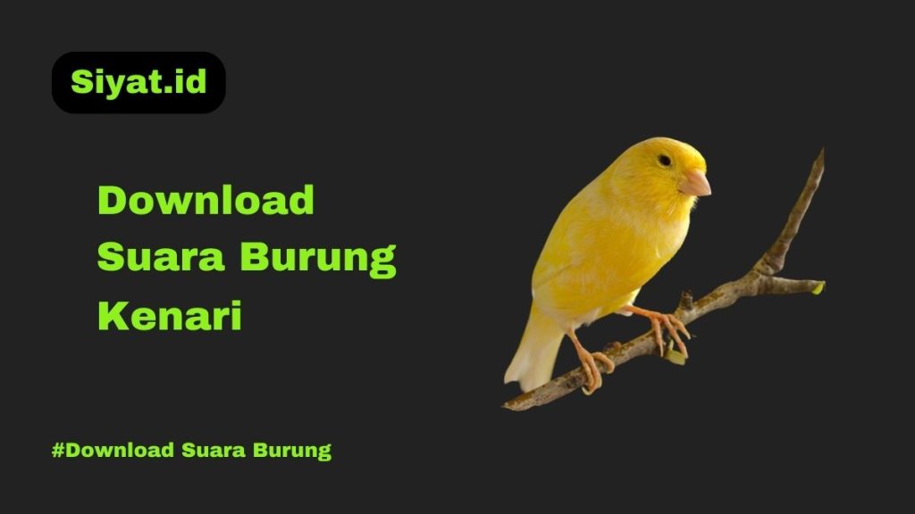 Download Suara Burung Kenari