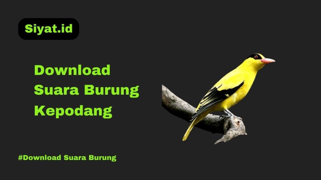 Download Suara Burung Kepodang