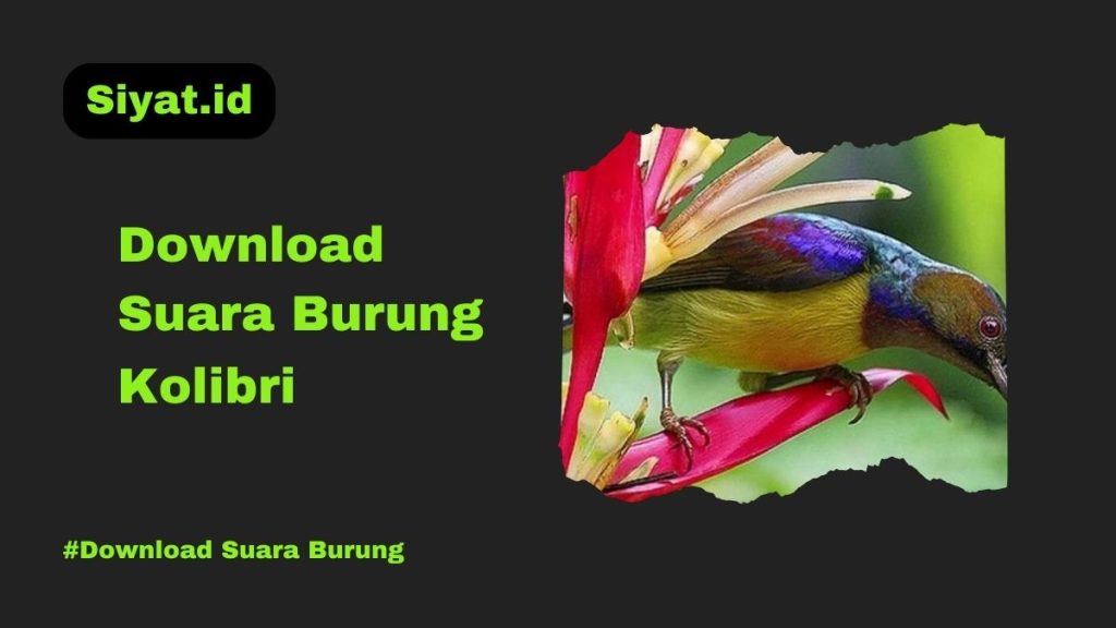 Download Suara Burung Kolibri