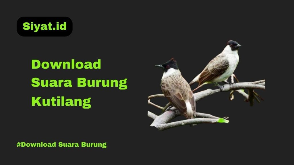 Download Suara Burung Kutilang