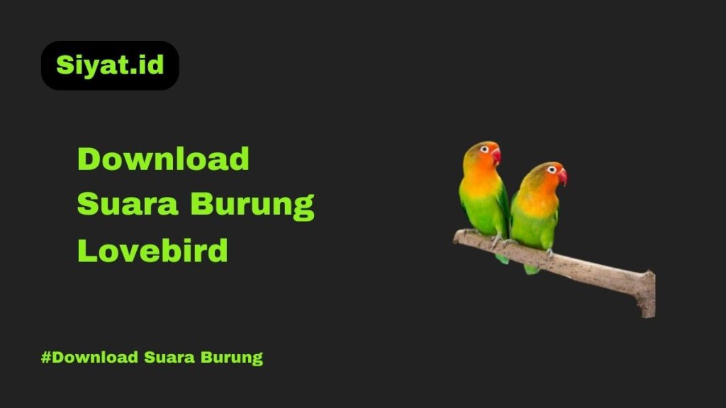 Download Suara Burung Lovebird