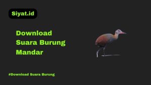 Download Suara Burung Mandar