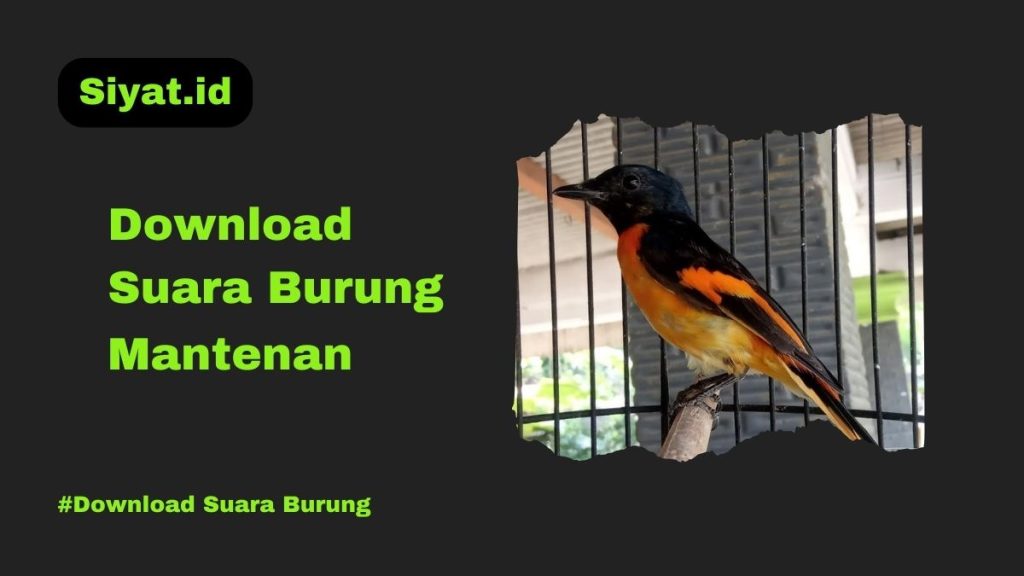 Download Suara Burung Mantenan