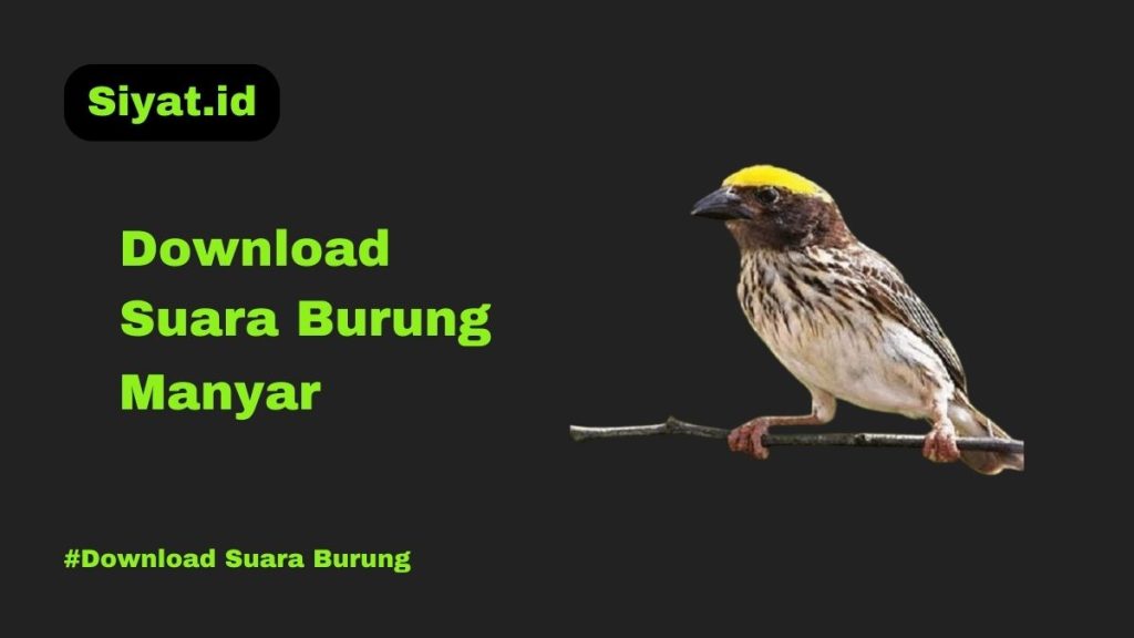 Download Suara Burung Manyar