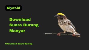 Download Suara Burung Manyar