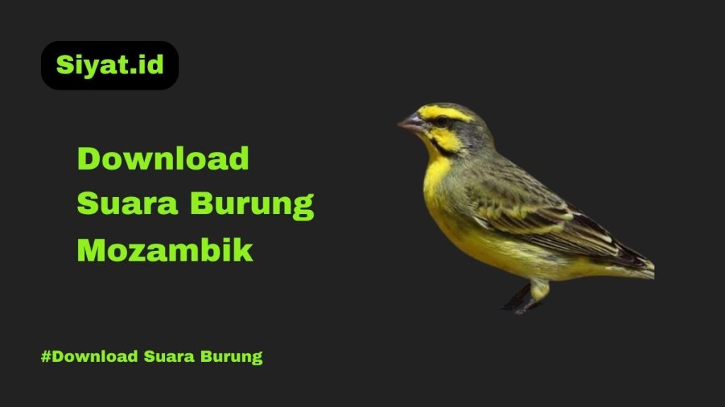 Download Suara Burung Mozambik