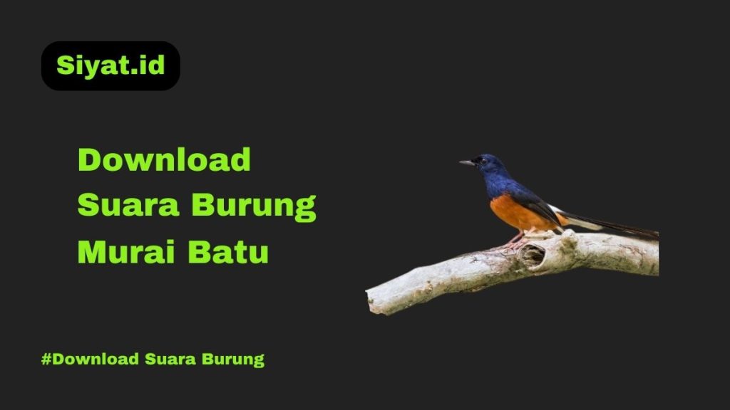 Download Suara Burung Murai Batu