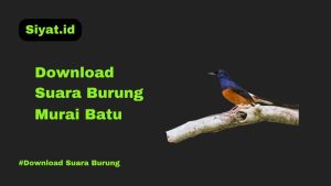 Download Suara Burung Murai Batu