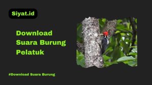 Download Suara Burung Pelatuk