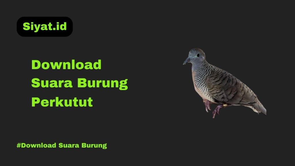 Download Suara Burung Perkutut