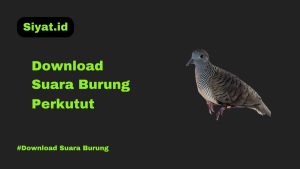 Download Suara Burung Perkutut