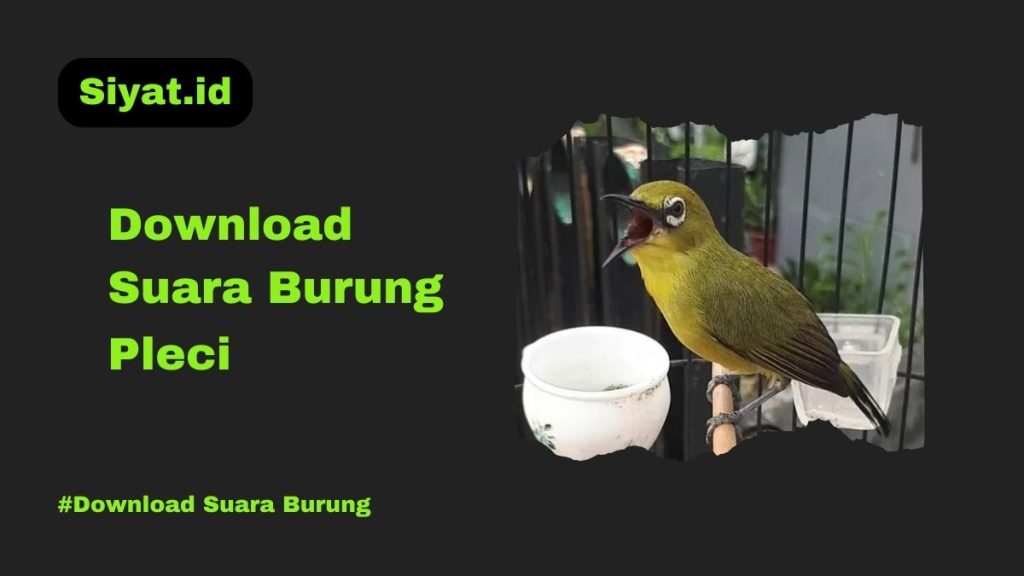 Download Suara Burung Pleci