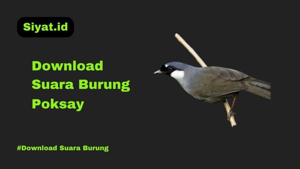 Download Suara Burung Poksay