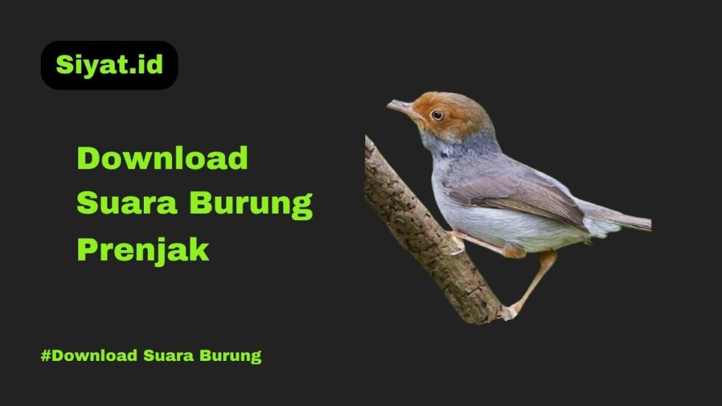 Download Suara Burung Prenjak