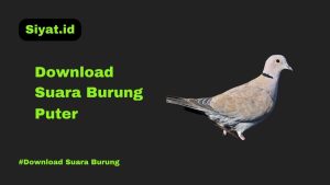 Download Suara Burung Puter