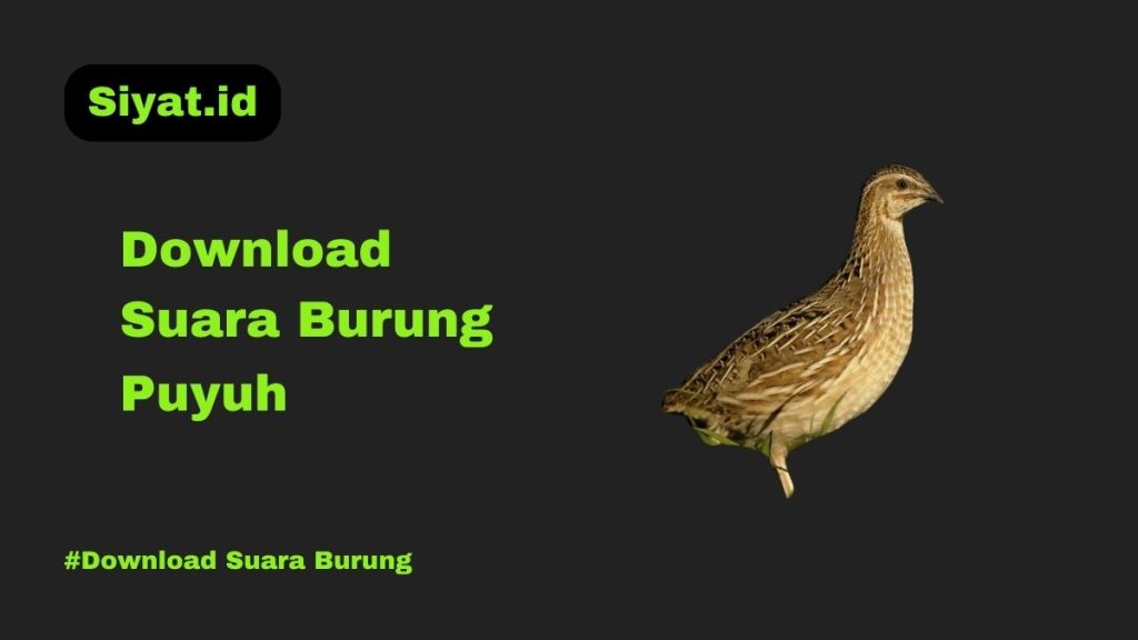 Download Suara Burung Puyuh