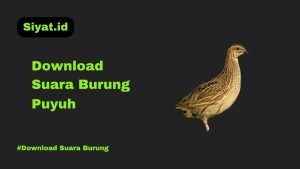 Download Suara Burung Puyuh