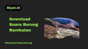 Download Suara Burung Rambatan