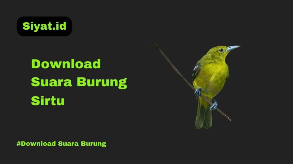 Download Suara Burung Sirtu