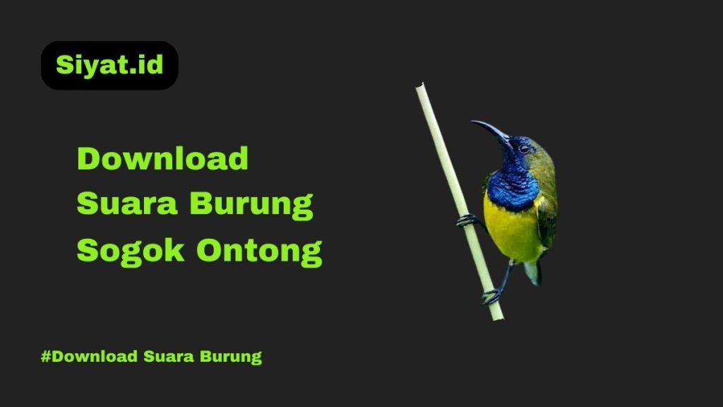 Download Suara Burung Sogok Ontong