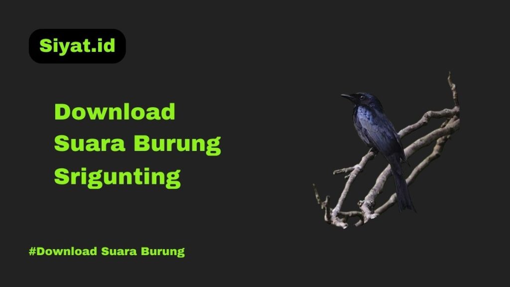 Download Suara Burung Srigunting