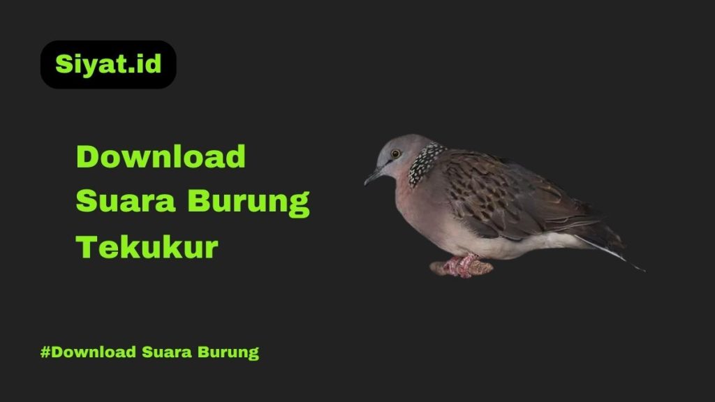 Download Suara Burung Tekukur