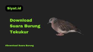 Download Suara Burung Tekukur