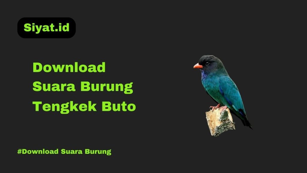 Download Suara Burung Tengkek Buto