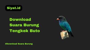 Download Suara Burung Tengkek Buto