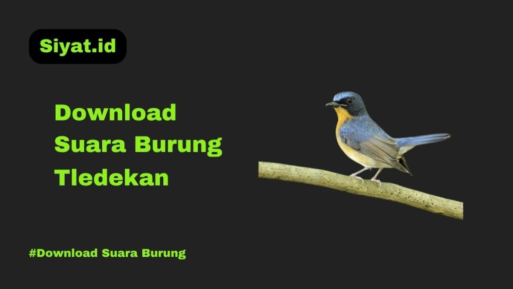 Download Suara Burung Tledekan