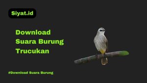 Download Suara Burung Trucukan