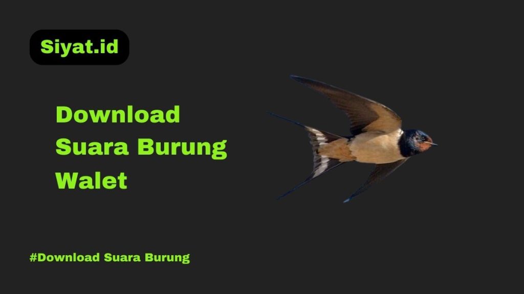 Download Suara Burung Walet