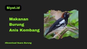 Makanan Burung Anis Kembang