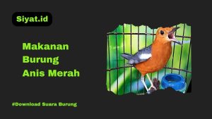 Makanan Burung Anis Merah