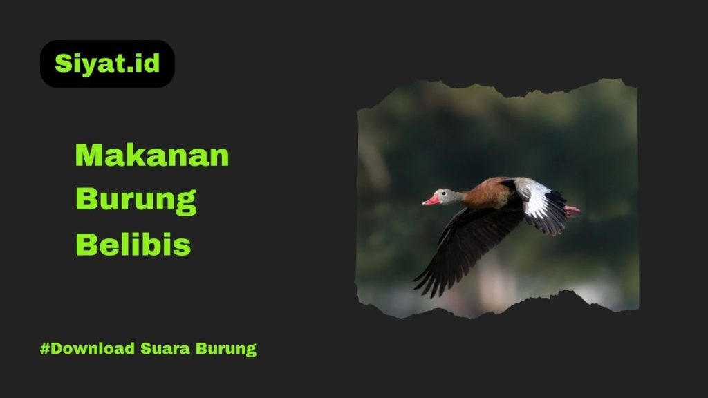 Makanan Burung Belibis