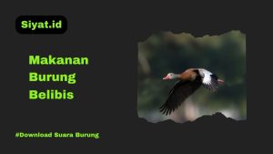 Makanan Burung Belibis