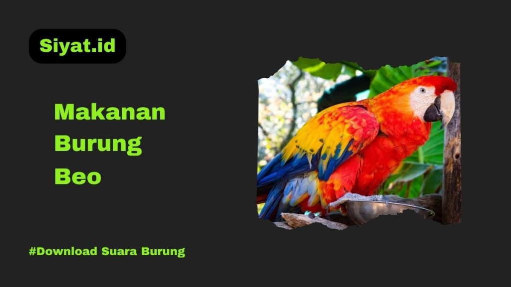 Makanan Burung Beo