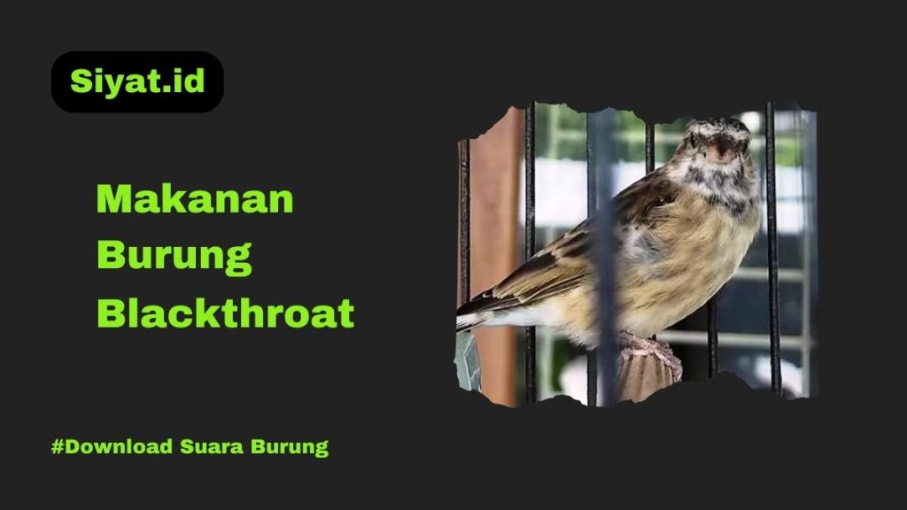 Makanan Burung Blackthroat