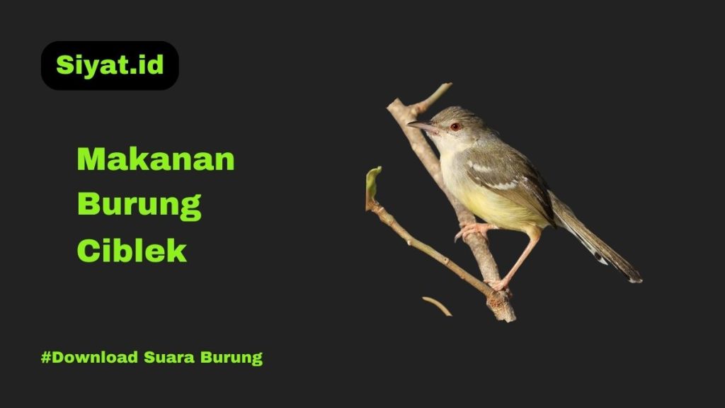 Makanan Burung Ciblek