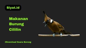 Makanan Burung Cililin