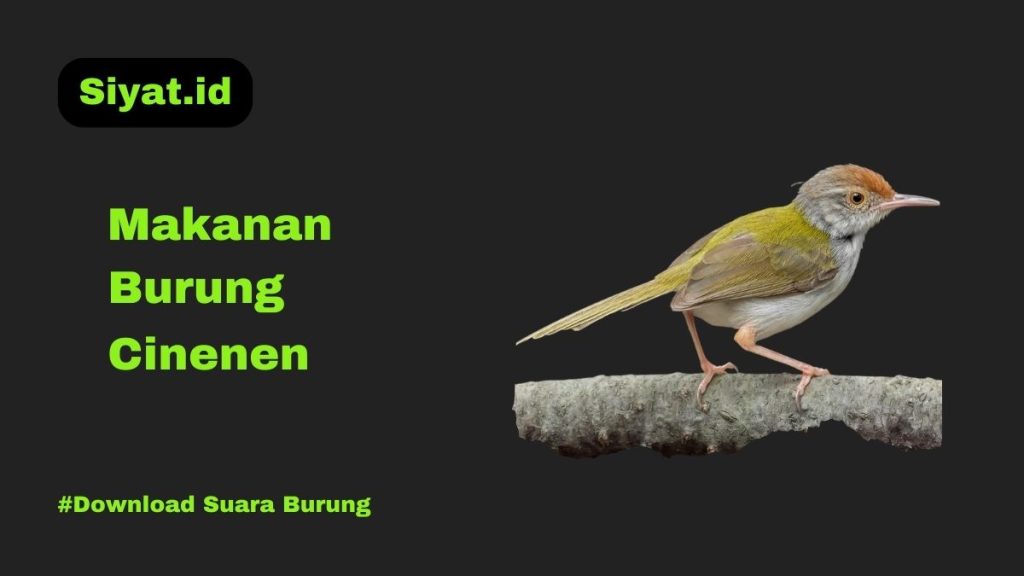 Makanan Burung Cinenen