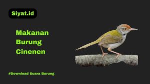 Makanan Burung Cinenen