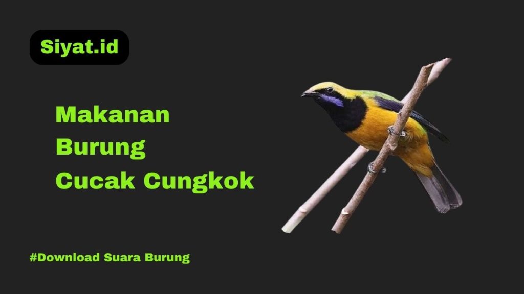 Makanan Burung Cucak Cungkok