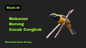 Makanan Burung Cucak Cungkok