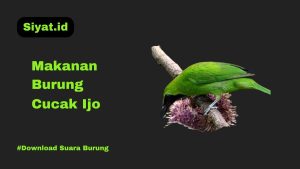 Makanan Burung Cucak Ijo