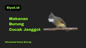 Makanan Burung Cucak Jenggot