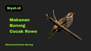 Makanan Burung Cucak Rowo