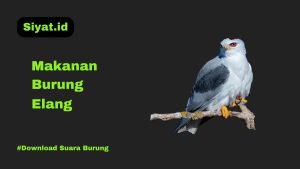 Makanan Burung Elang