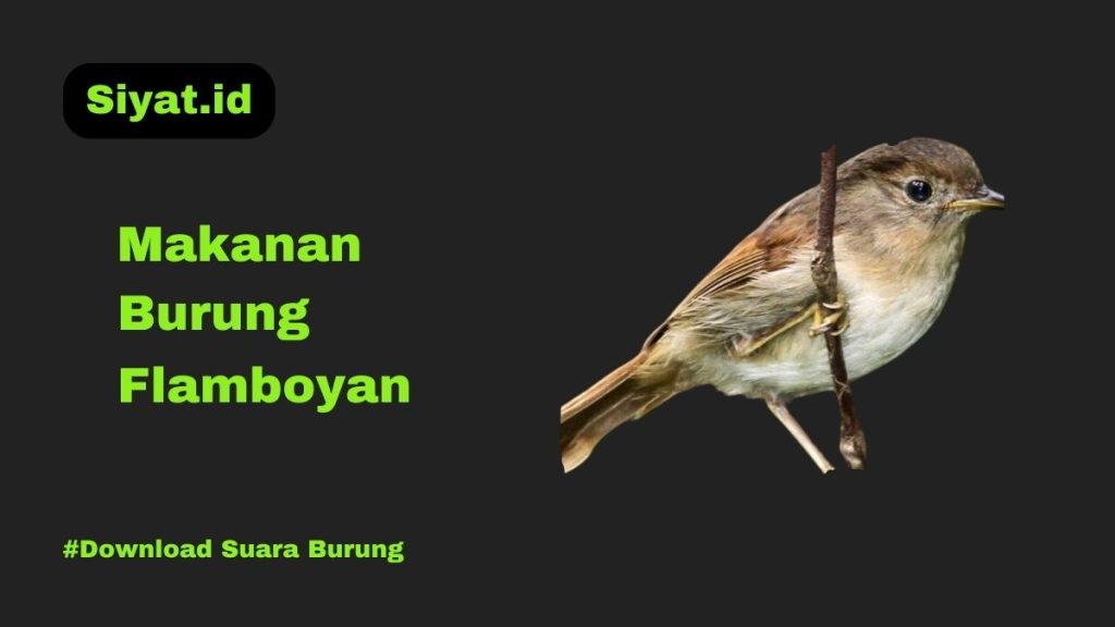 Makanan Burung Flamboyan