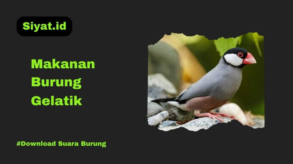 Makanan Burung Gelatik